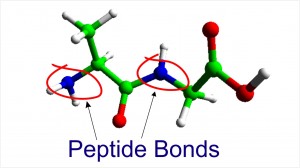 peptide bonds