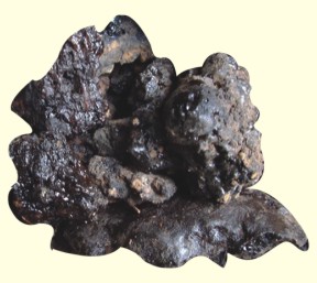 shilajit (1)