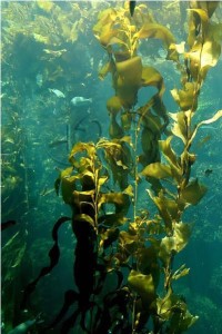 kelp