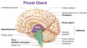 pineal-gland-brain